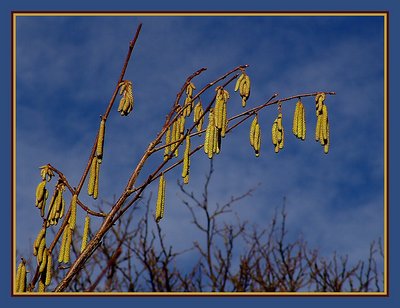 Catkins