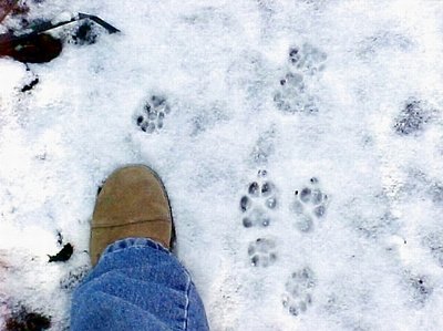 LetṀs make tracks...You dog and Me!!!!