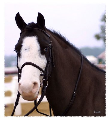 Piebald  pony