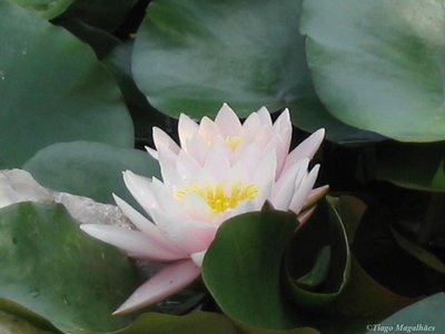 Nenufar