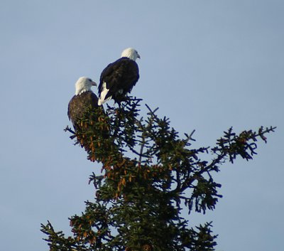 Nesting Pair