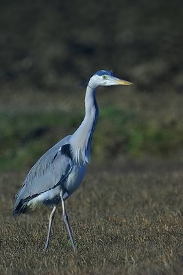 Heron #16