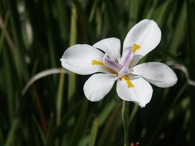 African Iris in repose