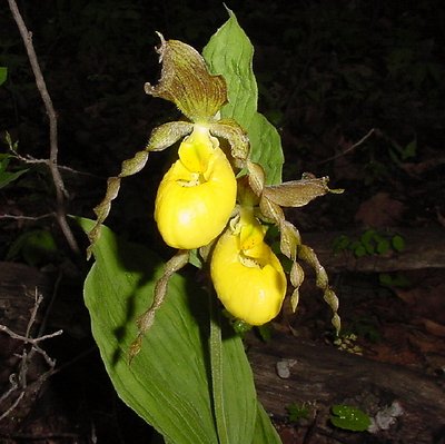 Yellow Lady Slippers.