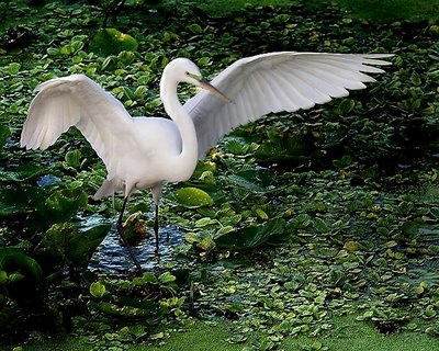 Great Heron