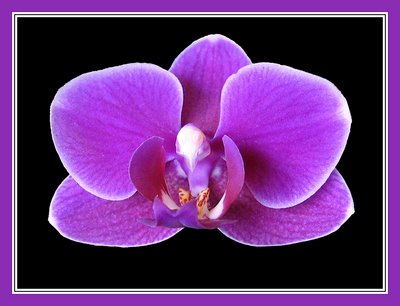 New Orchid Macro II