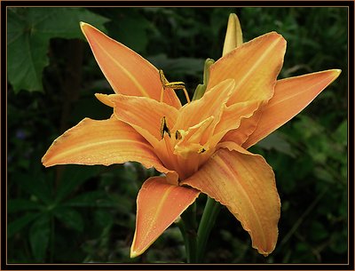 Hemerocallis (Day Lily)