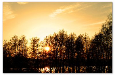 Sunset through the trees