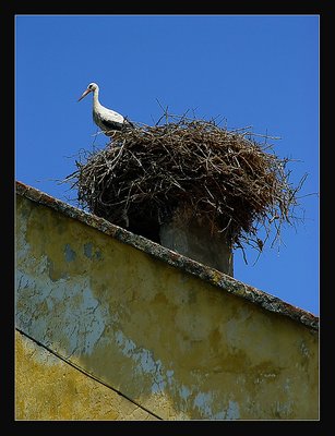 Lonely Stork...