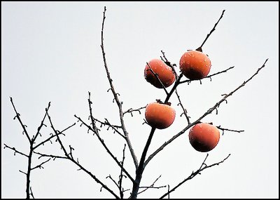 Season's Fruit...