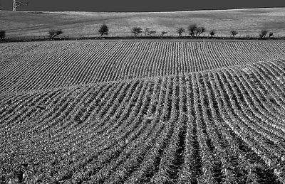 The Turnip Field