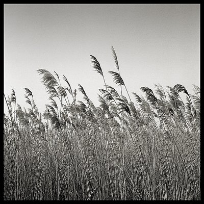 Cane field