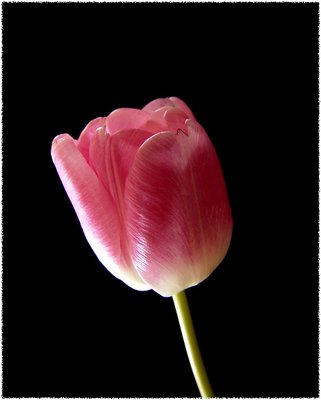 tulip #4
