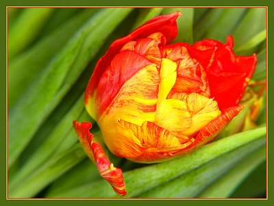funny tulip