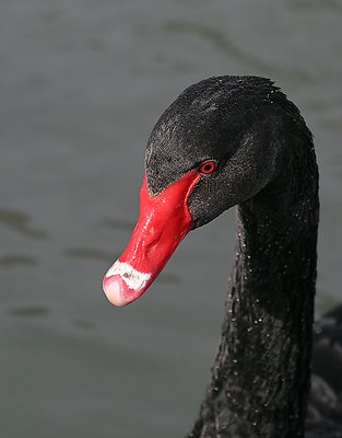 Black Swan