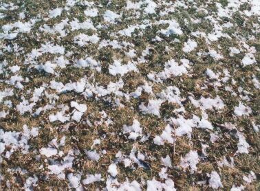 snow on grass