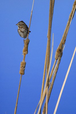Sparrow Dreams of Blue