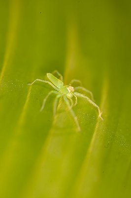 green spider