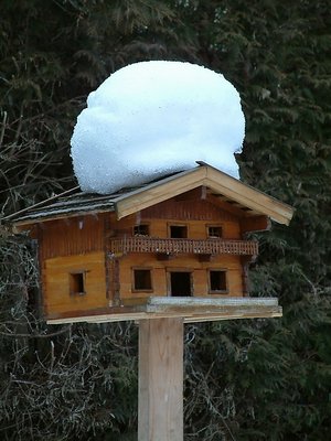 High Society Birds