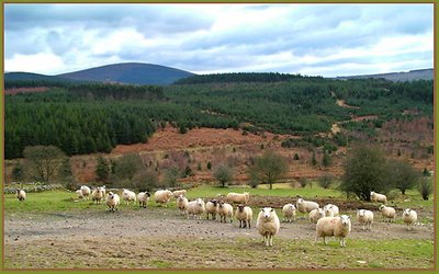 Rural scene, Ireland.