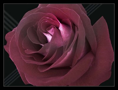 Smokey Rose