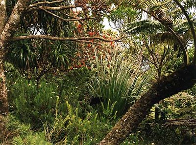 200210 612a Rousseauss Garden Mt Ligbird Lord Howe Island