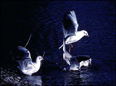 Three gulls