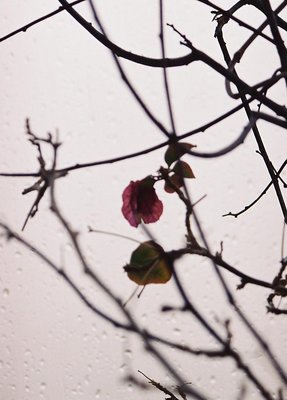 begonia in winter
