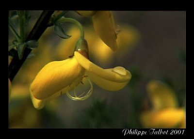 Yellow Flower