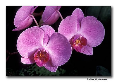 Orchids (s1482)