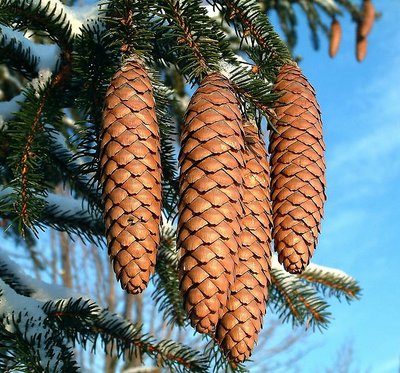 Pine cones