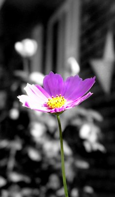 Just Another Flower