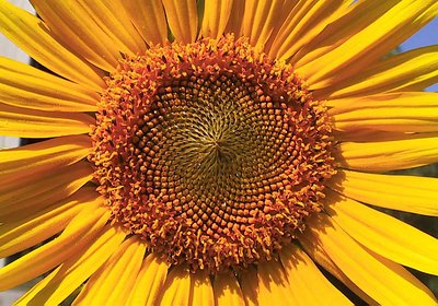 Nature's Creation