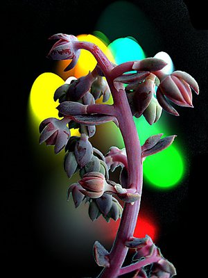 Plant in Animation
