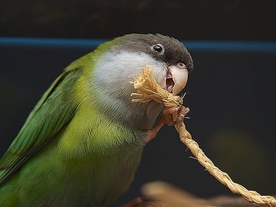 Aymara Parakeet