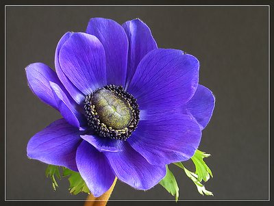 Blue Anemone