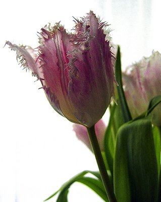 A Tulip from Amsterdam