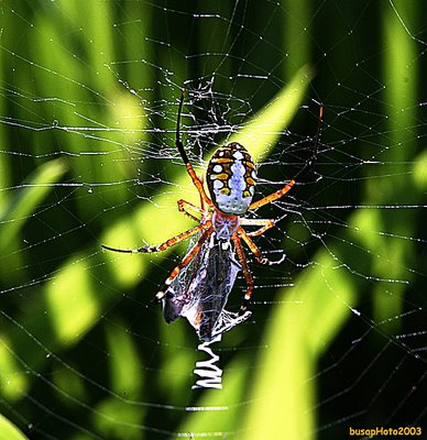 the Ordinary Spider : at Lunch