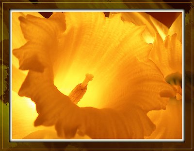 Torchlit daffodil