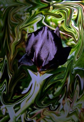 Iris Atropurpurea II