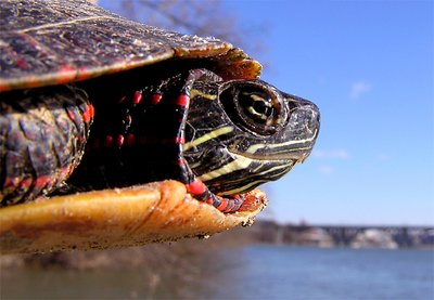 Turtle flying over Key Bridge