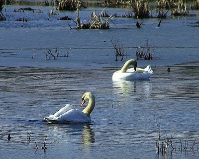 'giant white swans in maryland III'