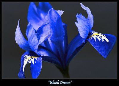 Bluish Dream II