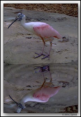 Just a Bird