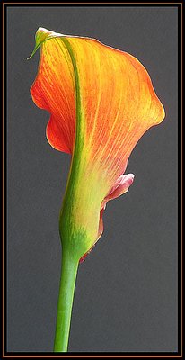 Cala Lily