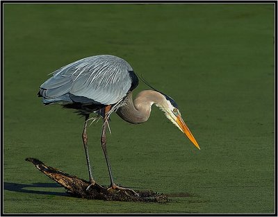 Great Blue Heron