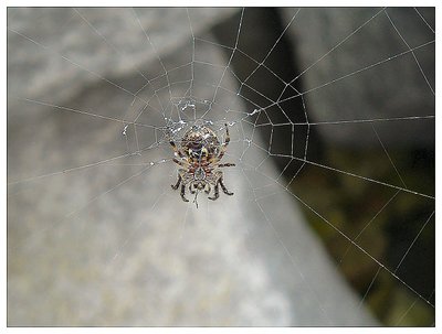 spider