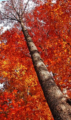 Tree on a diagonal