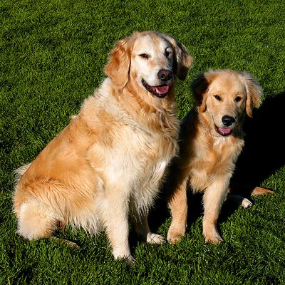 Spirit & Sunshine, Golden Retrievers