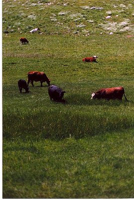 Green Pasture